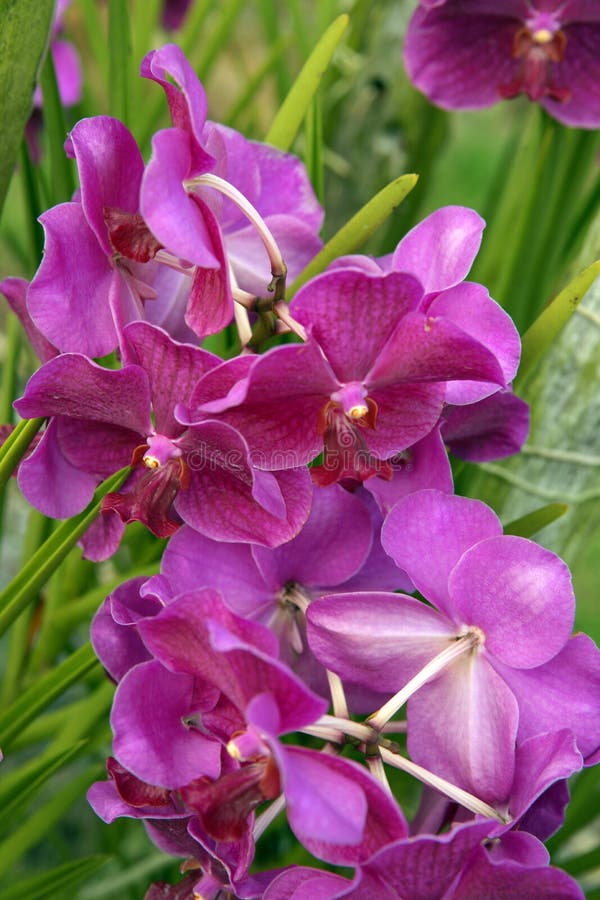 Wild Orchid.