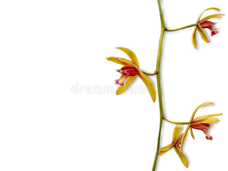 Wild orchid flower on white background royalty free illustration Wild orchid flower on white background royalty free illustration