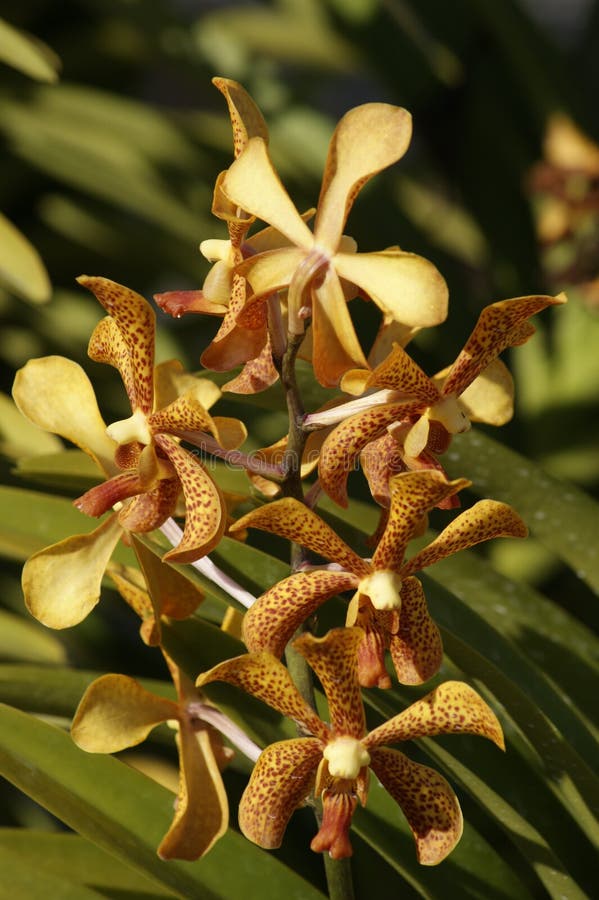 Wild Orchids. Borneo.