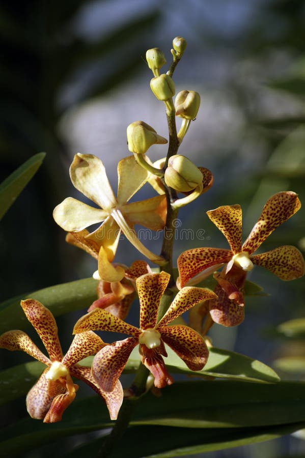 Wild Orchids. Borneo.