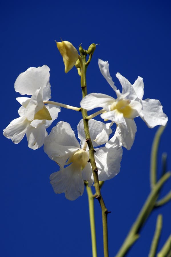 Wild Orchids. Borneo.