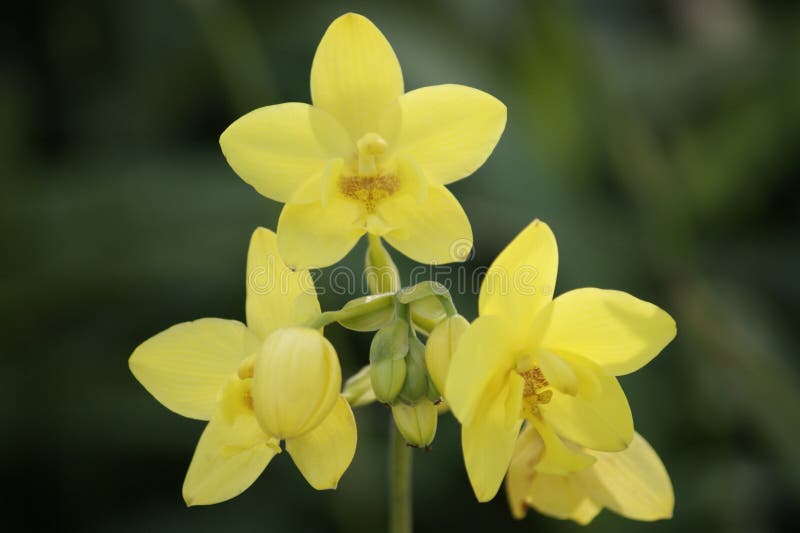 Wild Orchids. Borneo.