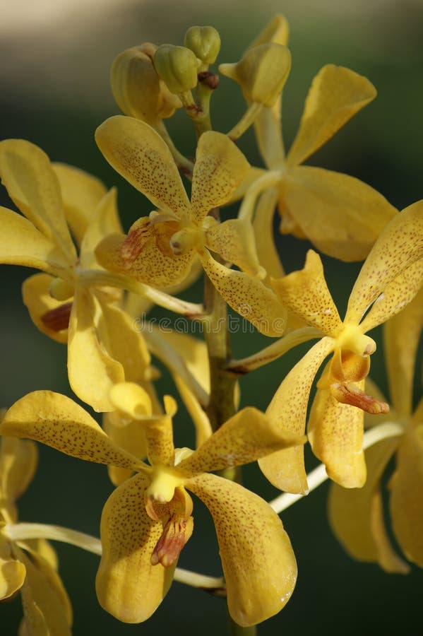 Wild Orchids. Borneo.