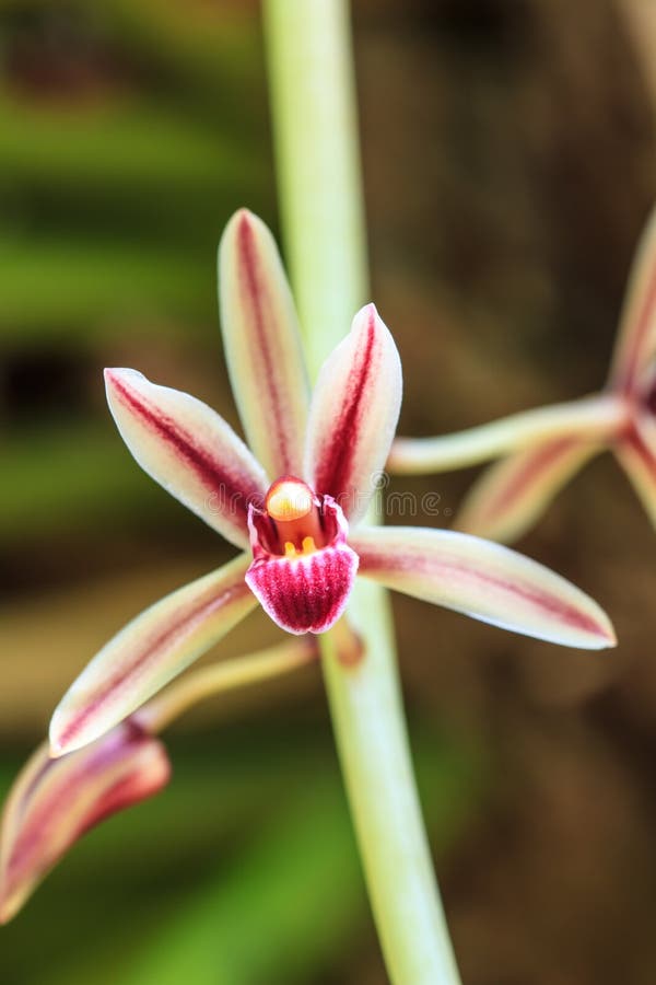 Wild orchids in forest of Thailand