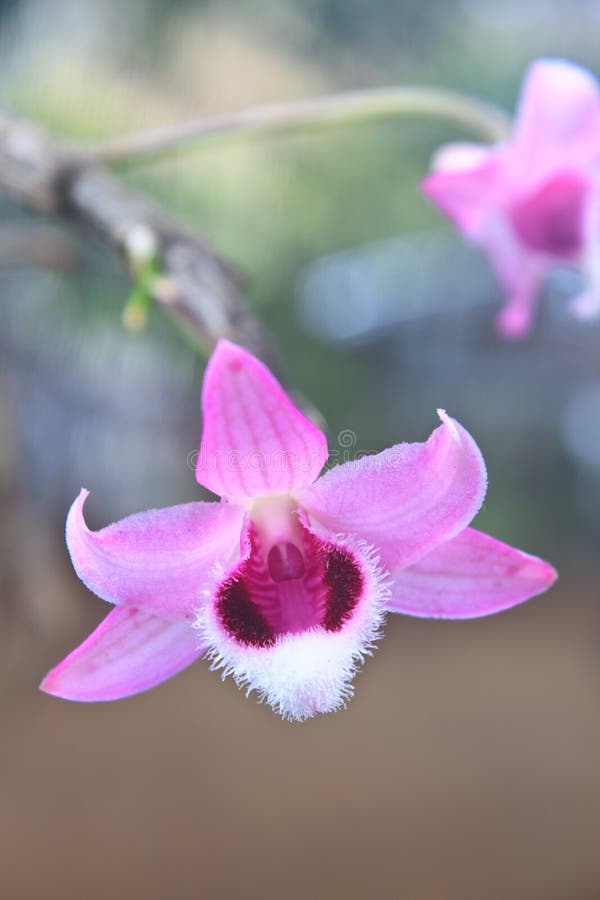 Wild orchids in forest of Thailand