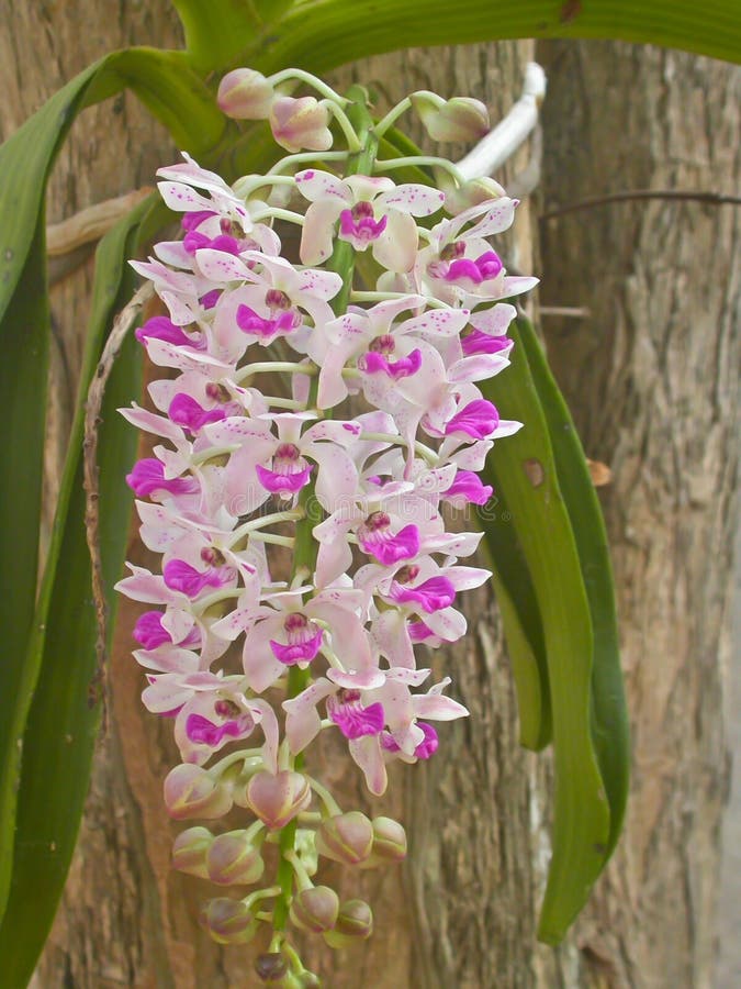 Wild orchids in forest of Thailand