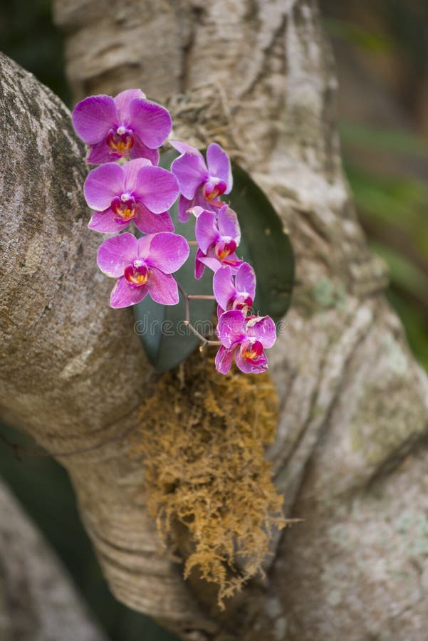 Wild Orchids Growing on a Tree Stock Image Image of purple, blooms