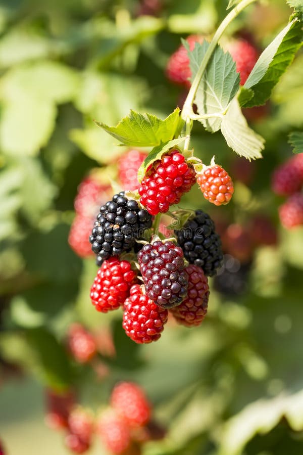 Wild Organic Blackberries Growing on Blackberry Branch. Wild Blackberry ...