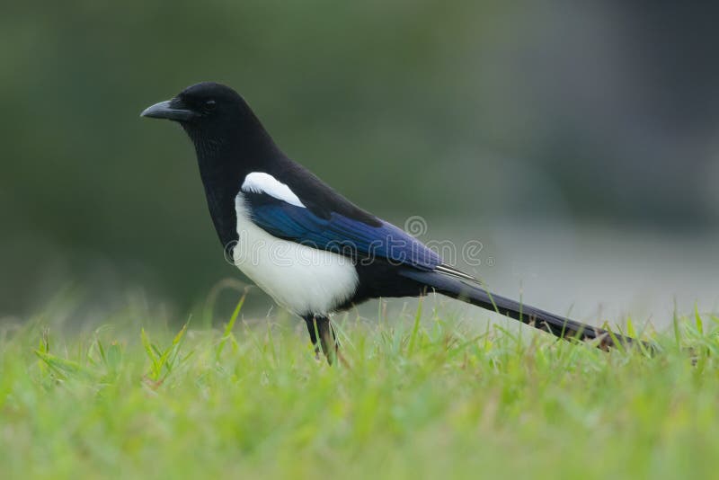 Oriental Magpie portrait