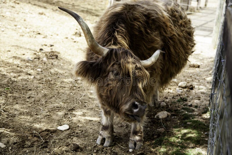 Wild ox farm stock image. Image of dangerous, moschatus - 155648743 Wild ox farm stock image. Image of dangerous, moschatus - 155648743