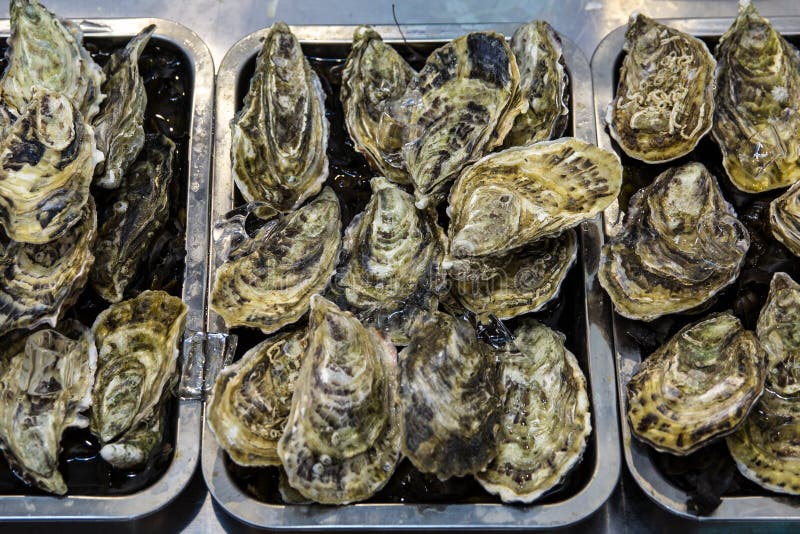 Wild oysters stock image. Image of tide, oysters, close 1621511