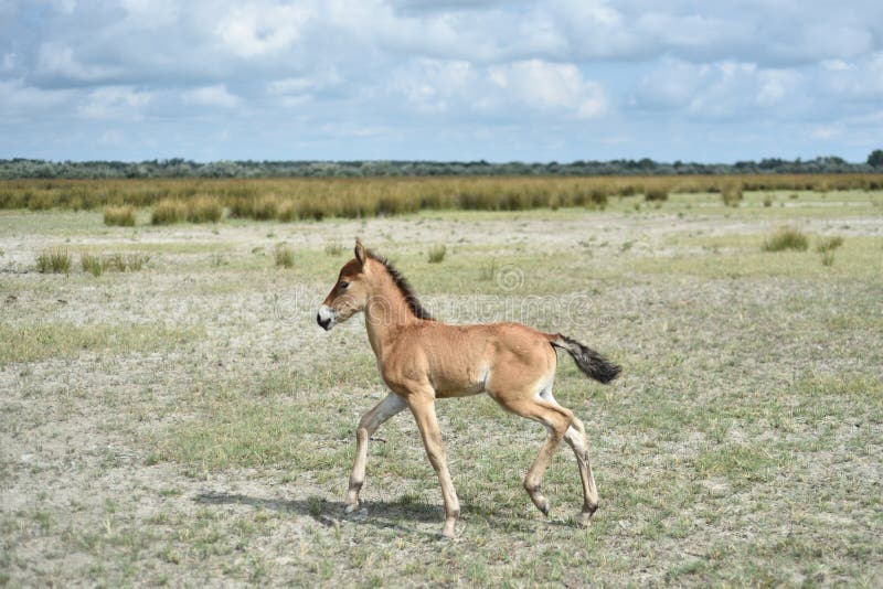 Wild paard in de delta van Donau stock afbeelding Wild paard in de delta van Donau stock afbeelding