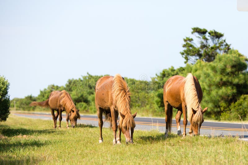 Wild paard het weiden aan graskant van weg stock fotografie Wild paard het weiden aan graskant van weg stock fotografie