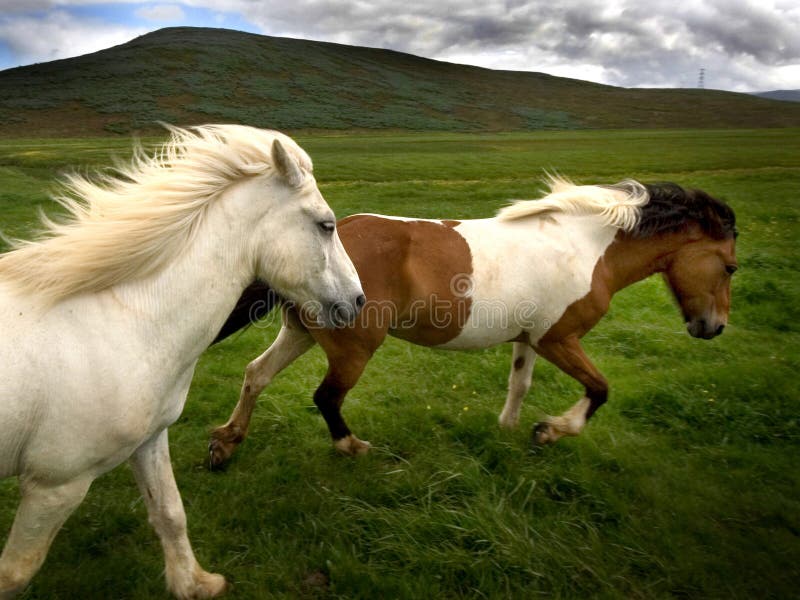 Wild paarden Wild paarden