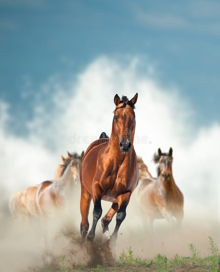 Wild paardenkudde die door de kust lopen royalty-vrije stock foto Wild paardenkudde die door de kust lopen royalty-vrije stock foto