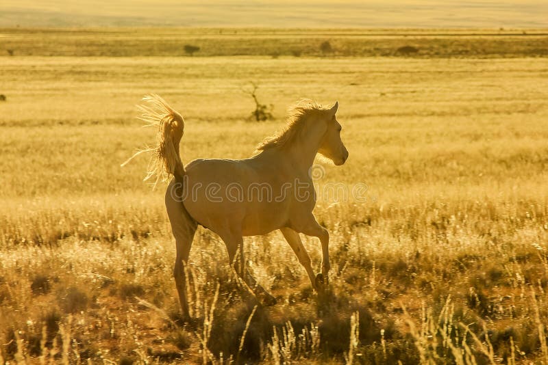 Wild paardgalop majestically in de woestijn bij zonsondergang stock afbeeldingen Wild paardgalop majestically in de woestijn bij zonsondergang stock afbeeldingen