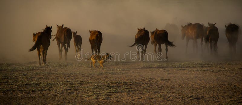 Wild paardkudden die in het riet, kayseri, Turkije lopen royalty-vrije stock afbeeldingen Wild paardkudden die in het riet, kayseri, Turkije lopen royalty-vrije stock afbeeldingen