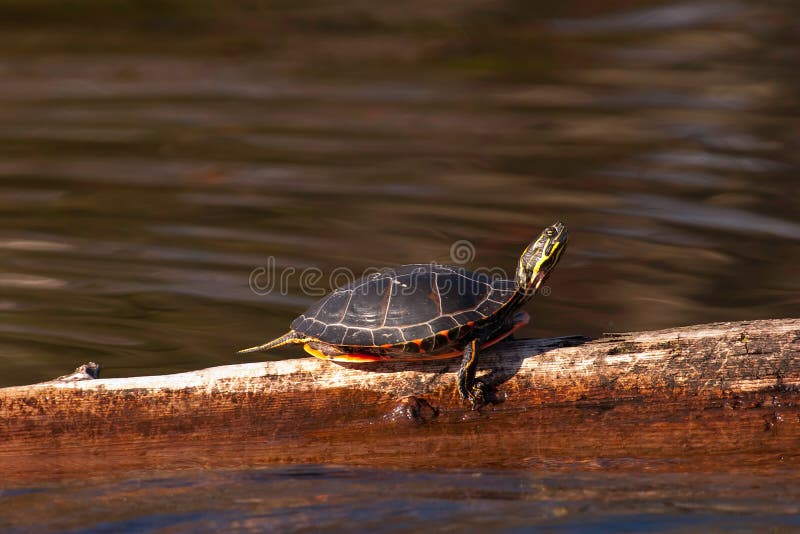 Wild Painted Turtle Sunning Himself On Log