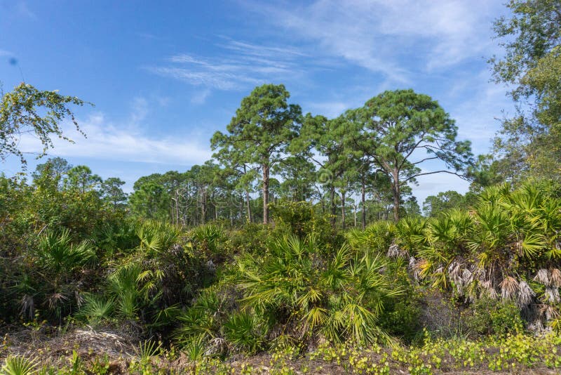 Wild Palm Trees on Gulf Coast of Florida Stock Image Image of jungle