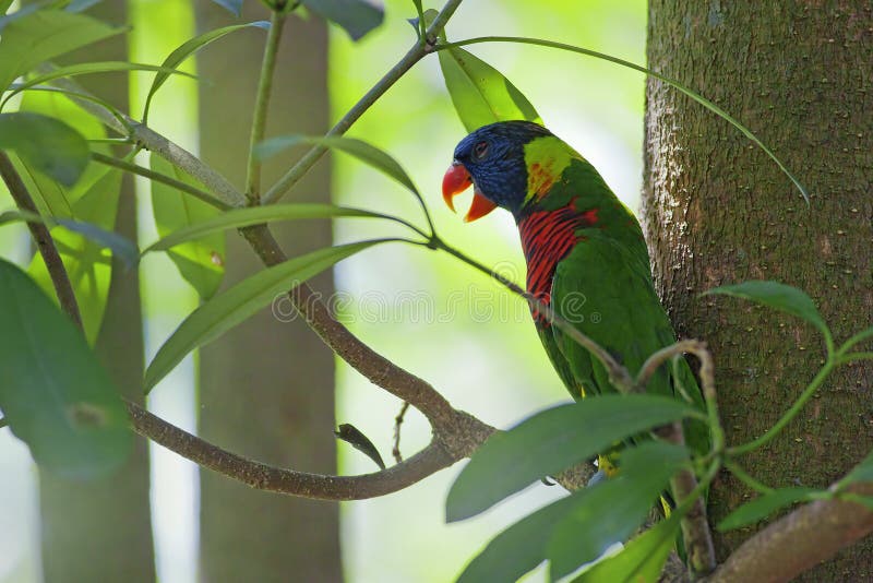 Wild Parrot royalty free stock photography