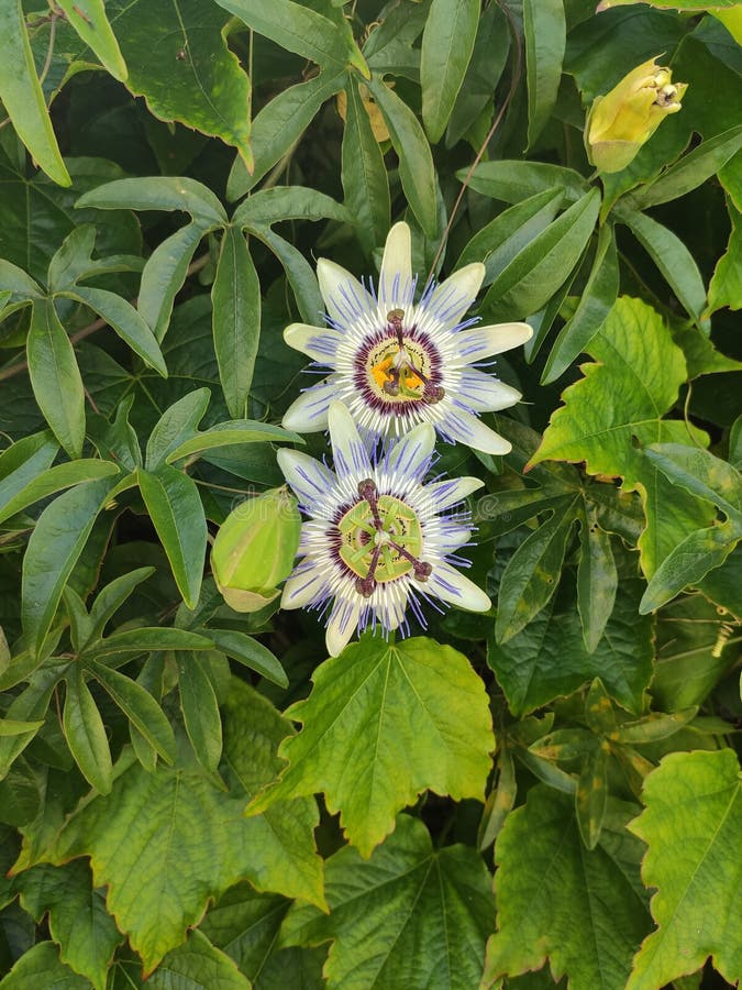 Wild passionfruit flower stock photo. Image of abstract 32667370