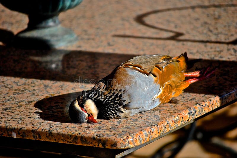 A Wild Patridge stock image. Image of wild, hunted, bird 110855971