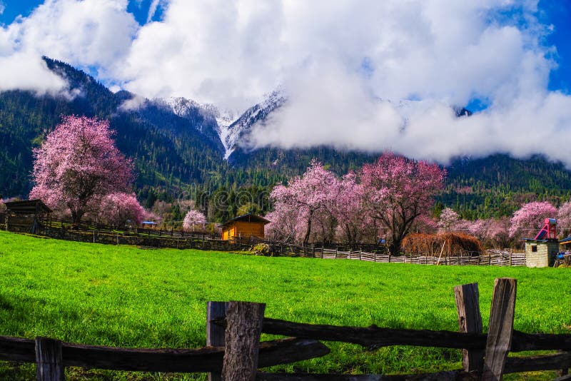 Peach blossom and highland barley field in tibetan Village