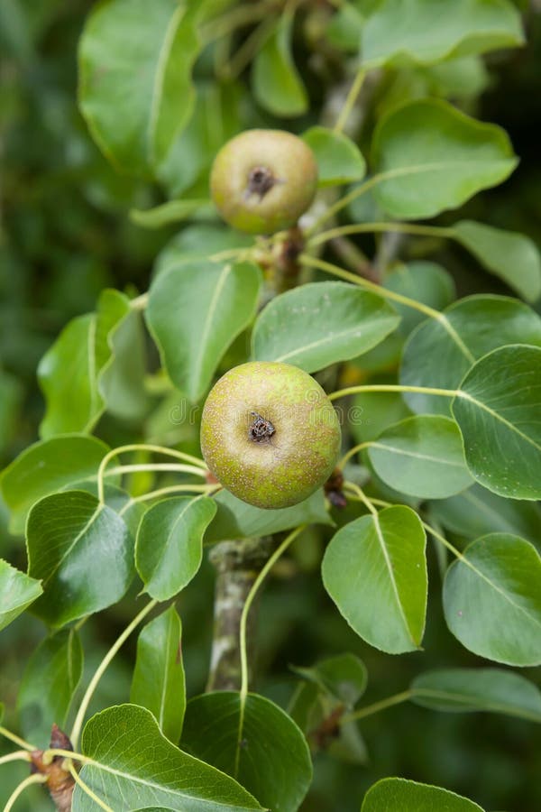 Wild pear tree close up in an orchard garden. Wild pear tree close up with ripe fruit and leaf in an orchard garden stock photo Wild pear tree close up in an orchard garden. Wild pear tree close up with ripe fruit and leaf in an orchard garden stock photo