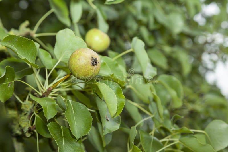 Wild pear tree closeup in an orchard garden. Closeup of wild pears and leaves on a fruit tree in an orchard garden stock photo Wild pear tree closeup in an orchard garden. Closeup of wild pears and leaves on a fruit tree in an orchard garden stock photo