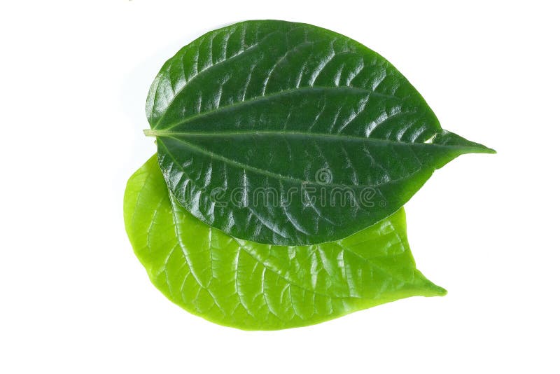 Wild Pepper Leaf stock image. Image of white, green, plant 98551891