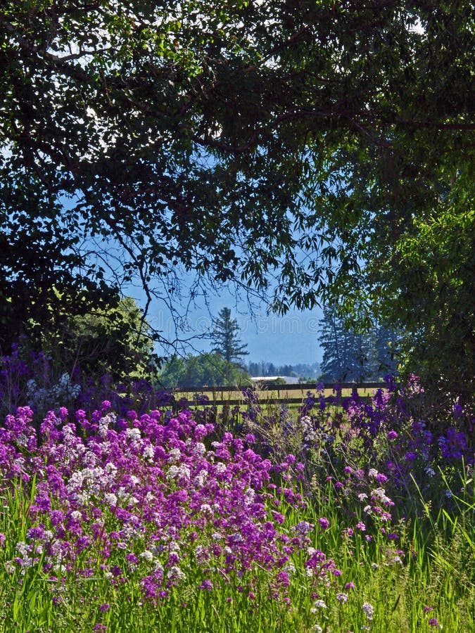 Wild Phlox and Fence