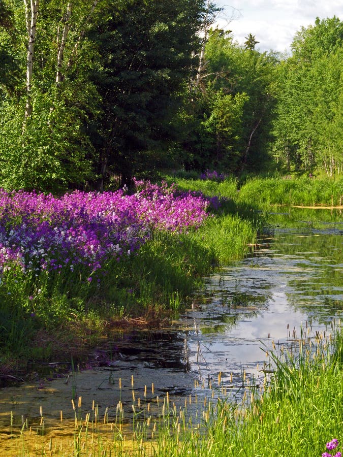 Wild Phlox and Marsh