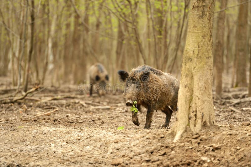 Wild Pig stock photography