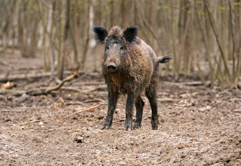 Wild Pig royalty free stock photography