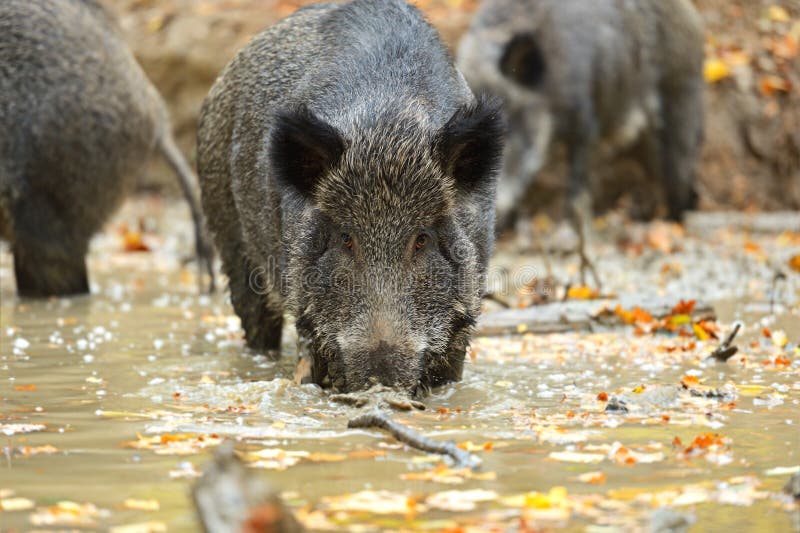 Wild pig royalty free stock photo