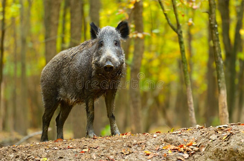 Wild pig stock images