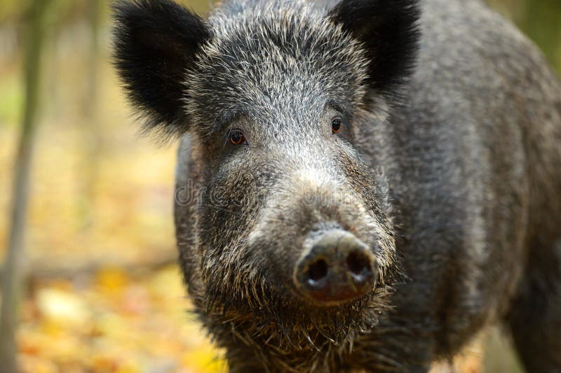 Wild pig stock image