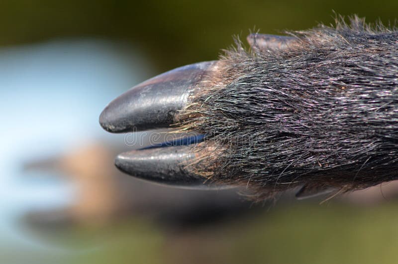 Wild pig hooves stock image. Image of background, environment 44169637