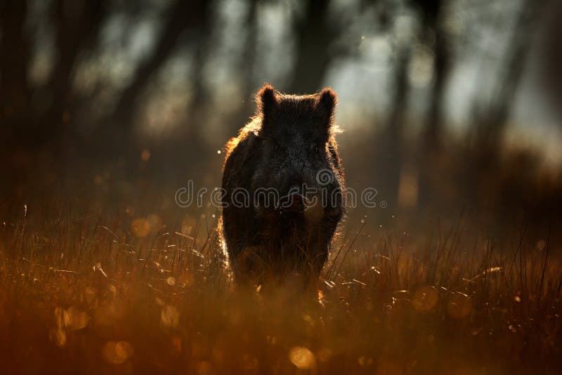 Wild pig, sunrise in forest. Autumn in the forest. Big Wild boar, Sus scrofa, running in the grass meadow, red autumn forest in ba royalty free stock photo