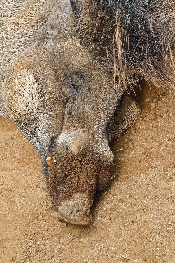 Wild Pig