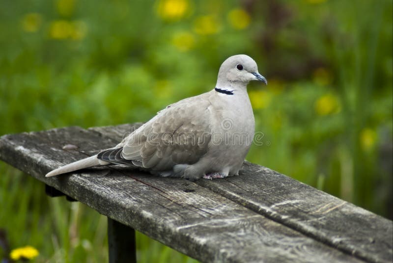 Wild pigeon stock image
