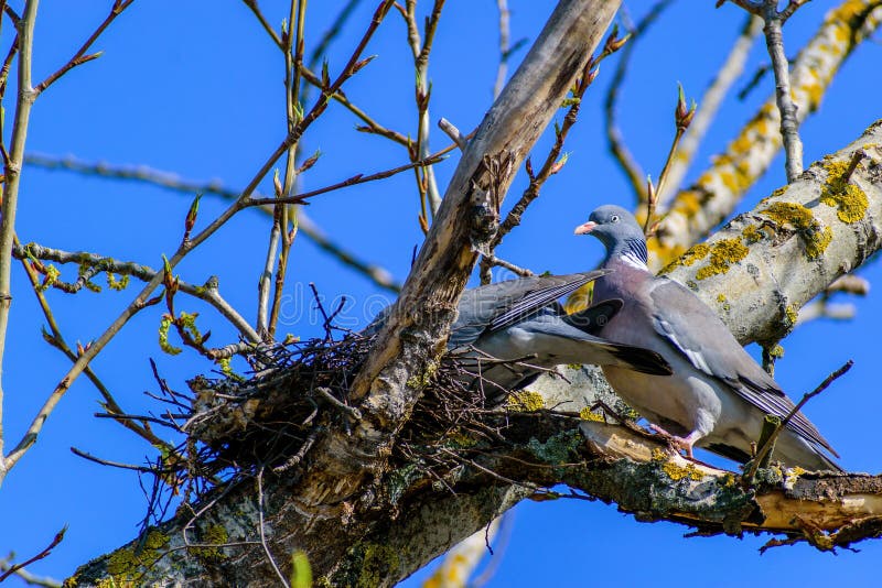 Wild Pigeons Build a Nest on a Tree, Image of Spring Stock Image