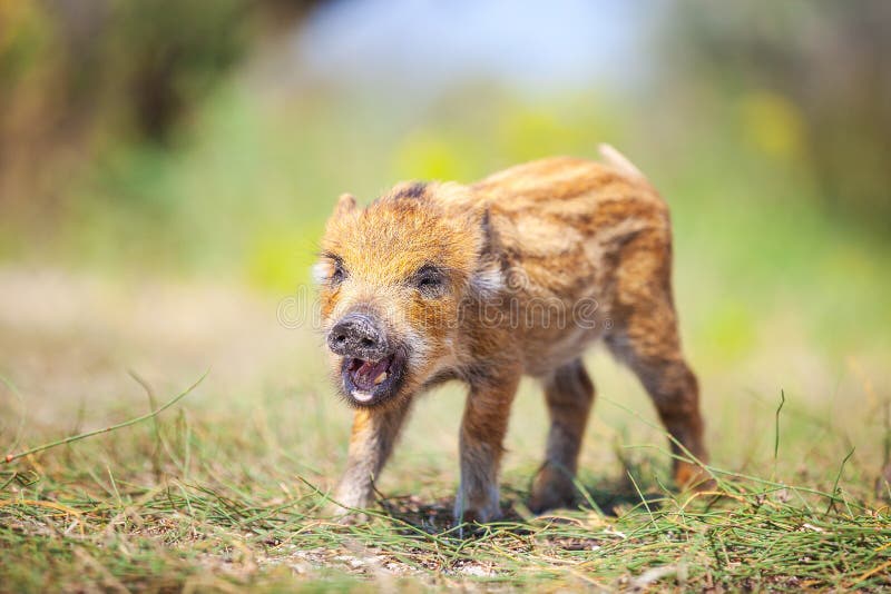 Wild piglet making calls on summer day.