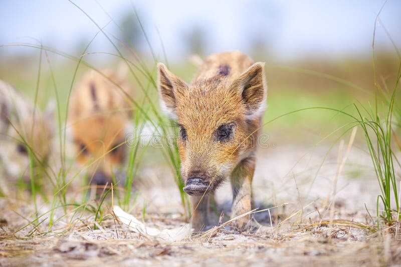 Wild piglets standing on a path.