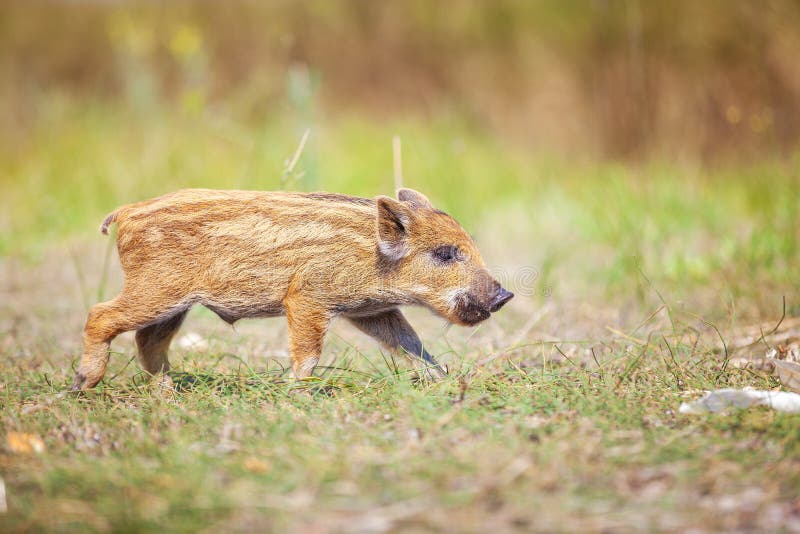 Wild piglets on a summer day.