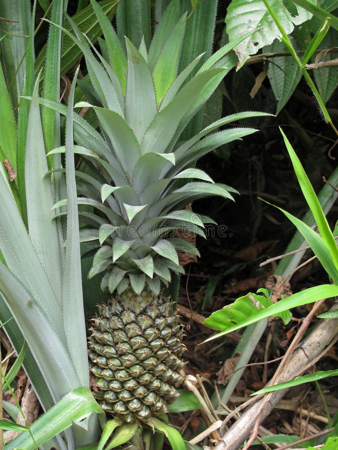 Wild Pineapple Fruit, Belize Stock Photo Image of central, flower