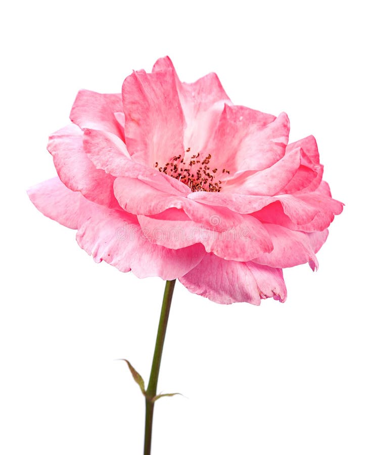 Wild pink rose royalty free stock images
