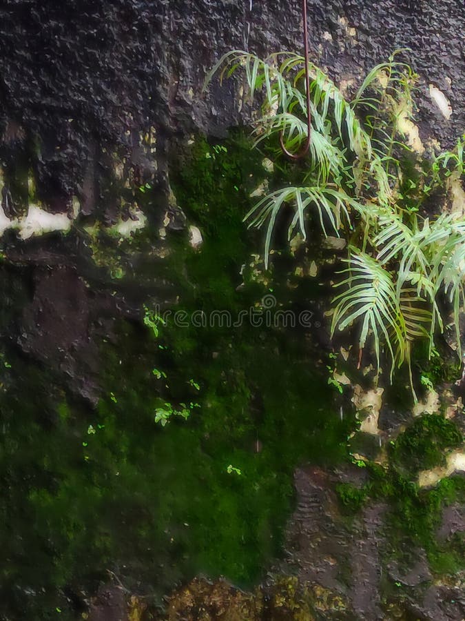 A Wild Plant that Grows As a Weed on Mossy Walls Stock Image Image of