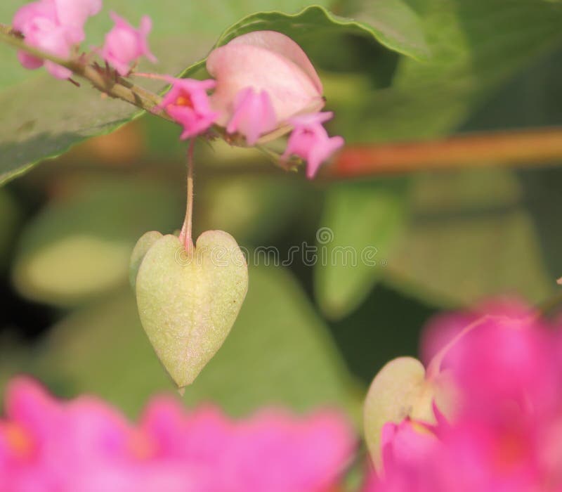 Wild plant, natural background stock photos Wild plant, natural background stock photos
