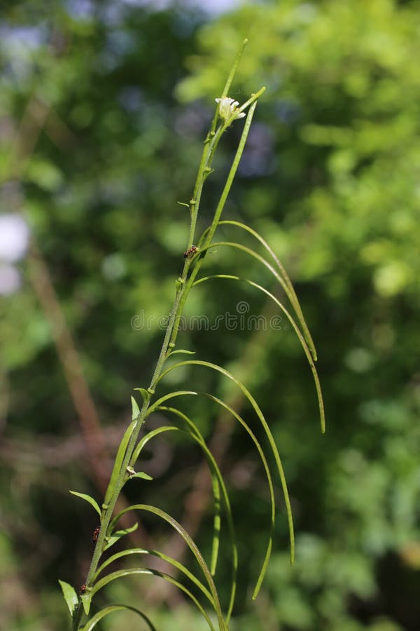 Wild plant in nature. Blooms in spring. Wild plant in nature. Blooms in spring.